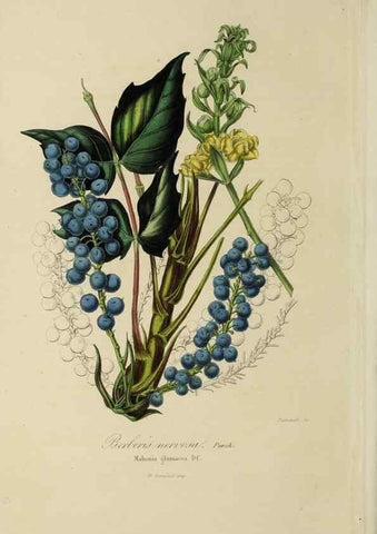 Reproducción/Reproduction 47169336151: Herbier General de l'Amateur.. Paris.. 