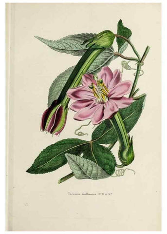 Reproducción/Reproduction 47169321101: Herbier General de l'Amateur.. Paris.. 