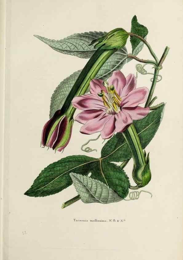 Reproducción/Reproduction 47169321101: Herbier General de l'Amateur.. Paris.. 
