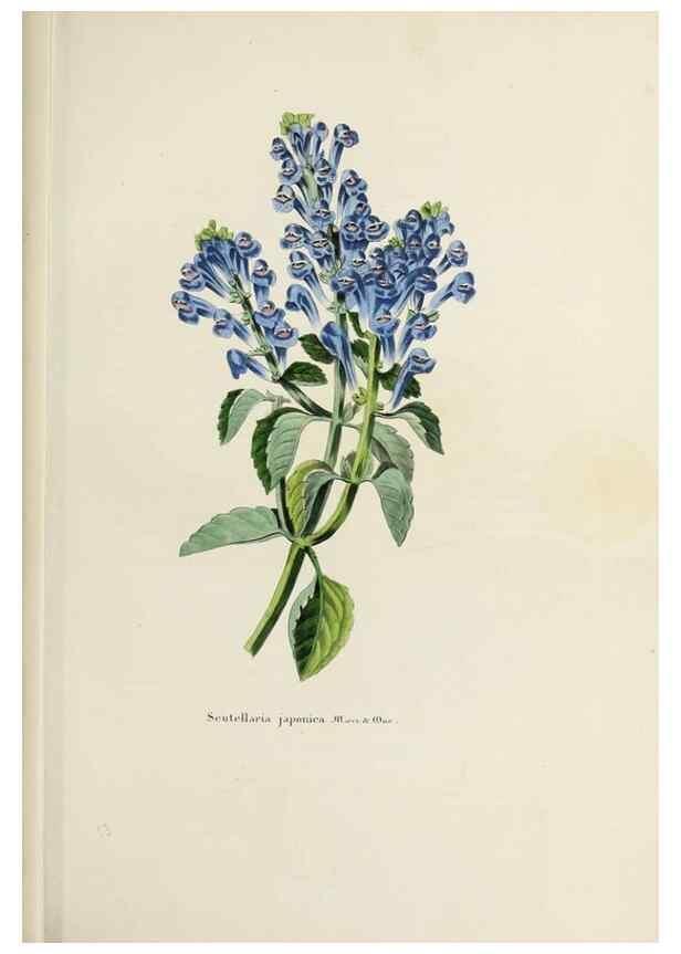 Reproducción/Reproduction 47169322071: Herbier General de l'Amateur.. Paris.. 