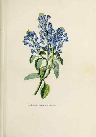 Reproducción/Reproduction 47169322071: Herbier General de l'Amateur.. Paris.. 