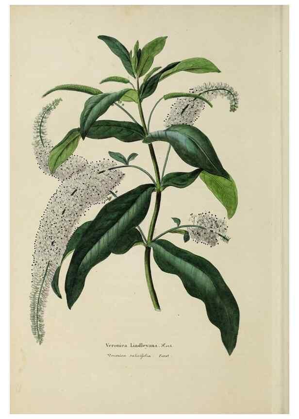 Reproducción/Reproduction 32227563947: Herbier General de l'Amateur.. Paris.. 
