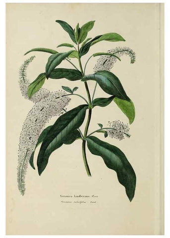 Reproducción/Reproduction 32227563947: Herbier General de l'Amateur.. Paris.. 