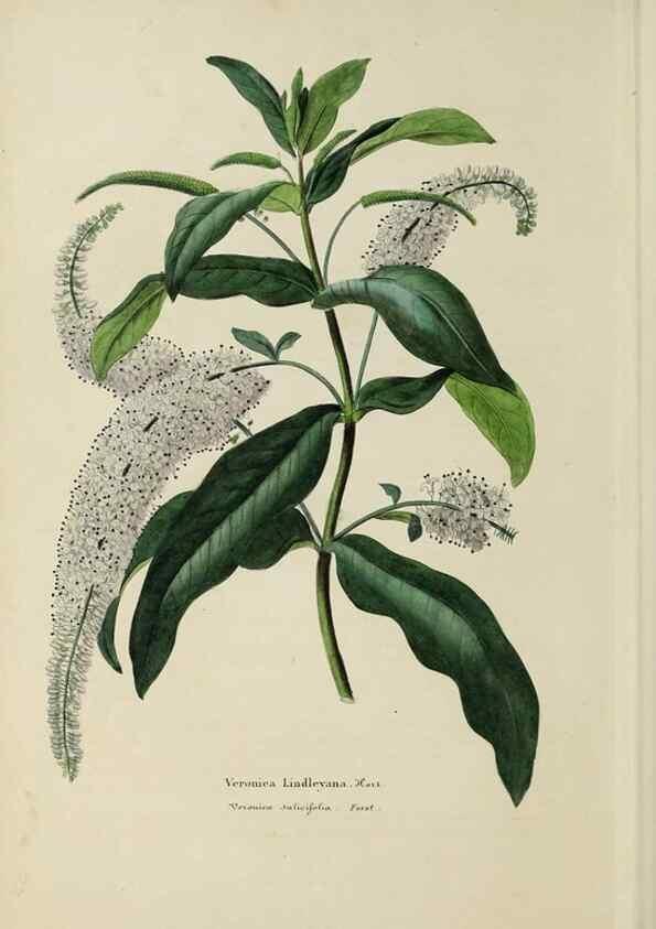 Reproducción/Reproduction 32227563947: Herbier General de l'Amateur.. Paris.. 