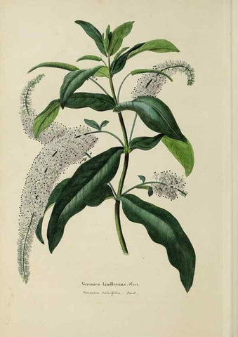 Reproducción/Reproduction 32227563947: Herbier General de l'Amateur.. Paris.. 