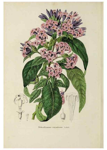 Reproducción/Reproduction 47169324781: Herbier General de l'Amateur.. Paris.. 