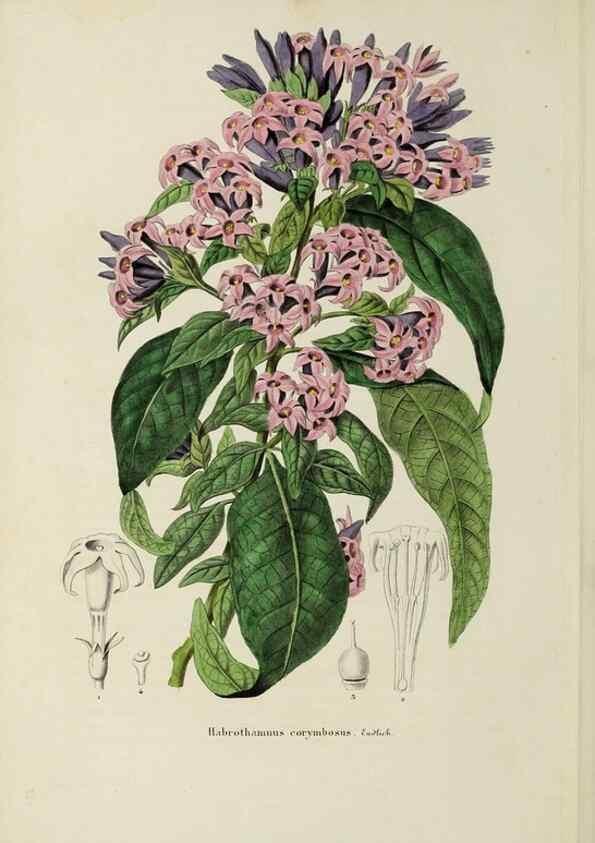 Reproducción/Reproduction 47169324781: Herbier General de l'Amateur.. Paris.. 