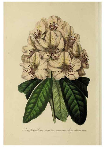 Reproducción/Reproduction 47117372062: Herbier General de l'Amateur.. Paris.. 