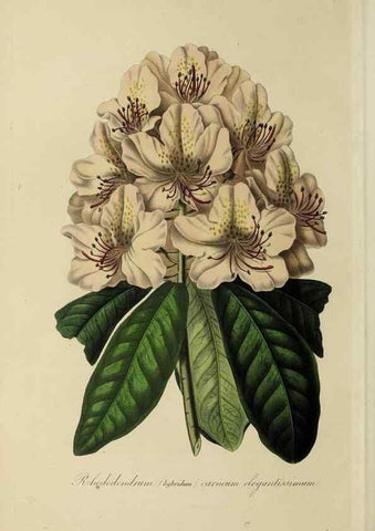 Reproducción/Reproduction 47117372062: Herbier General de l'Amateur.. Paris.. 
