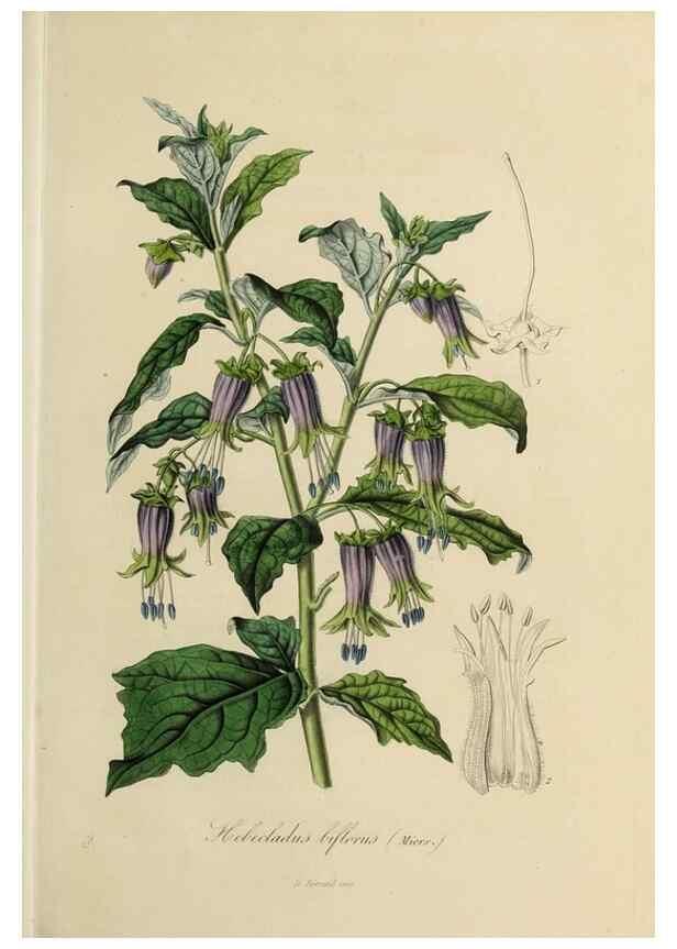 Reproducción/Reproduction 47169326861: Herbier General de l'Amateur.. Paris.. 