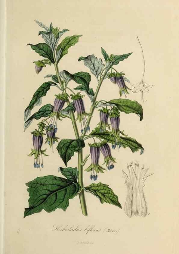 Reproducción/Reproduction 47169326861: Herbier General de l'Amateur.. Paris.. 
