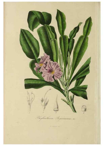 Reproducción/Reproduction 40204457163: Herbier General de l'Amateur.. Paris.. 