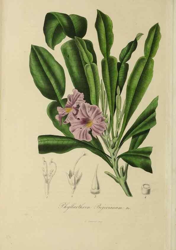 Reproducción/Reproduction 40204457163: Herbier General de l'Amateur.. Paris.. 