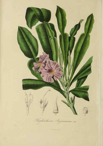 Reproducción/Reproduction 40204457163: Herbier General de l'Amateur.. Paris.. 