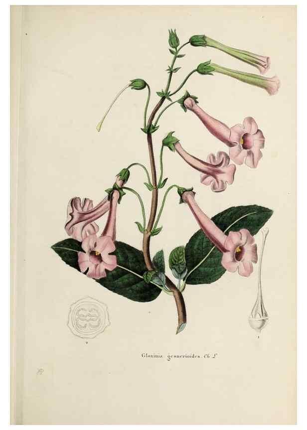 Reproducción/Reproduction 32227560757: Herbier General de l'Amateur.. Paris.. 