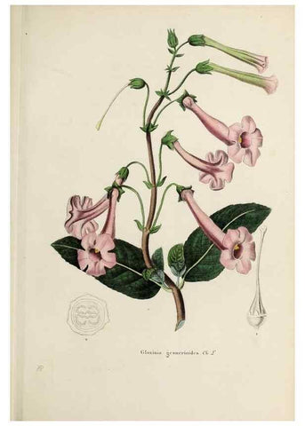 Reproducción/Reproduction 32227560757: Herbier General de l'Amateur.. Paris.. 