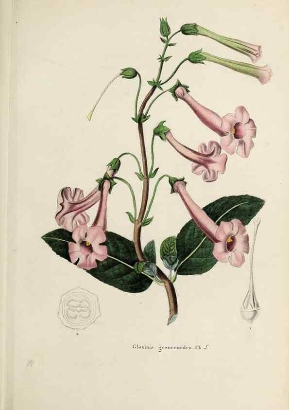 Reproducción/Reproduction 32227560757: Herbier General de l'Amateur.. Paris.. 