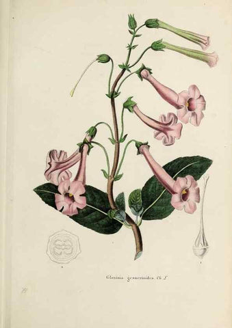 Reproducción/Reproduction 32227560757: Herbier General de l'Amateur.. Paris.. 