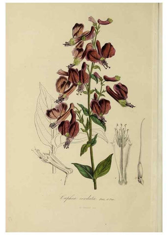 Reproducción/Reproduction 33294208308: Herbier General de l'Amateur.. Paris.. 