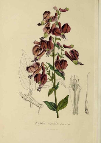 Reproducción/Reproduction 33294208308: Herbier General de l'Amateur.. Paris.. 