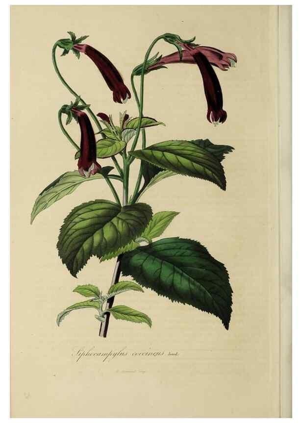 Reproducción/Reproduction 46255252475: Herbier General de l'Amateur.. Paris.. 
