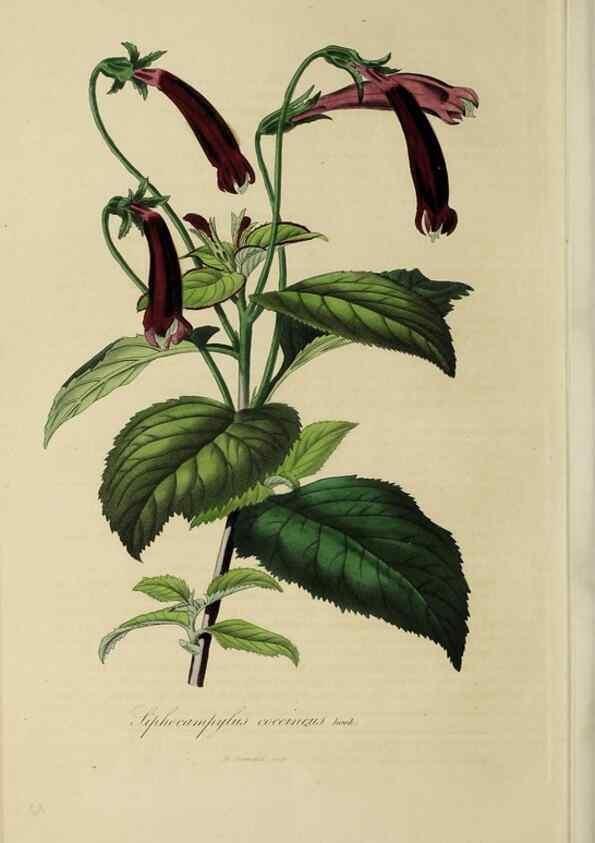 Reproducción/Reproduction 46255252475: Herbier General de l'Amateur.. Paris.. 