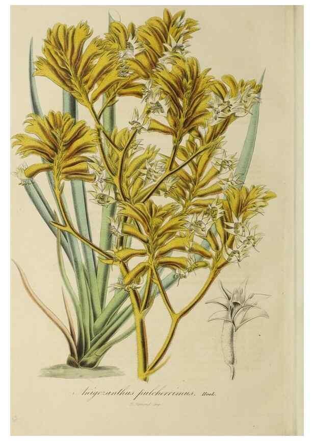 Reproducción/Reproduction 47169331751: Herbier General de l'Amateur.. Paris.. 