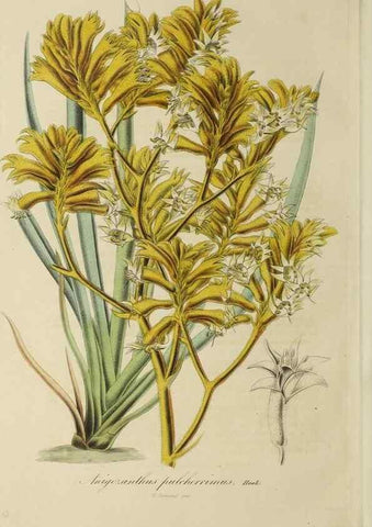 Reproducción/Reproduction 47169331751: Herbier General de l'Amateur.. Paris.. 