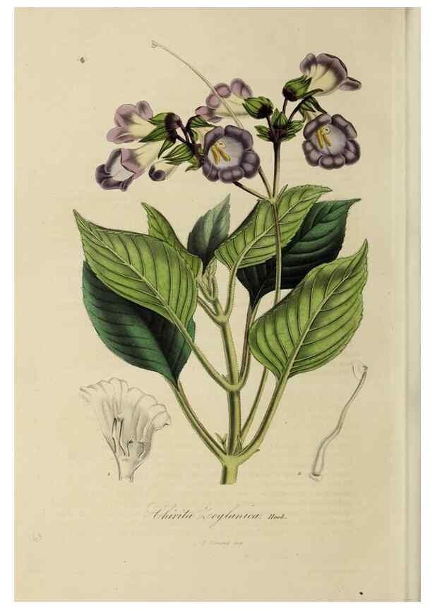 Reproducción/Reproduction 46255253695: Herbier General de l'Amateur.. Paris.. 