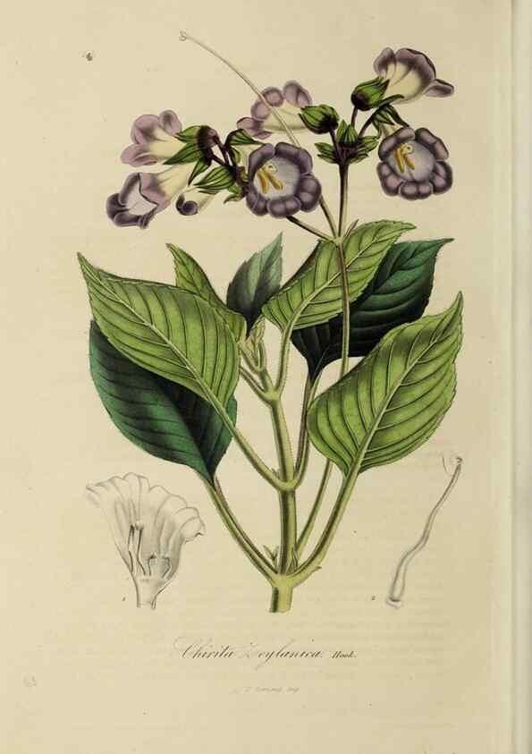 Reproducción/Reproduction 46255253695: Herbier General de l'Amateur.. Paris.. 