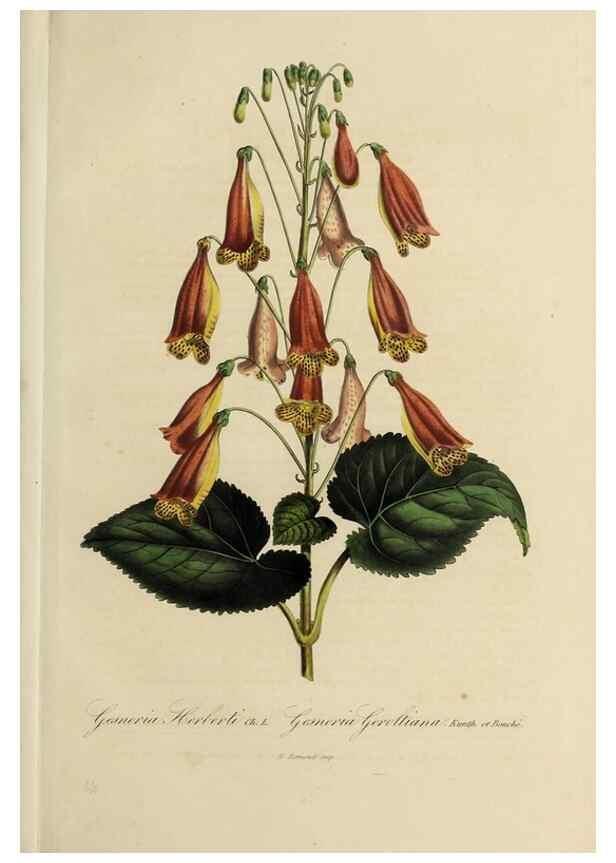 Reproducción/Reproduction 33294212908: Herbier General de l'Amateur.. Paris.. 