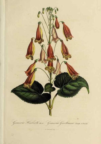Reproducción/Reproduction 33294212908: Herbier General de l'Amateur.. Paris.. 