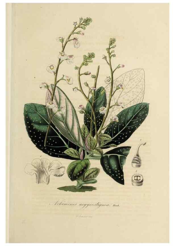 Reproducción/Reproduction 47169333731: Herbier General de l'Amateur.. Paris.. 