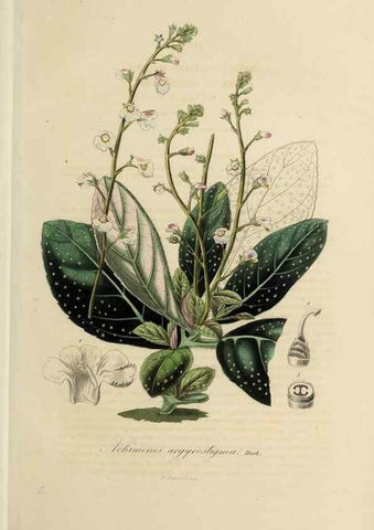 Reproducción/Reproduction 47169333731: Herbier General de l'Amateur.. Paris.. 