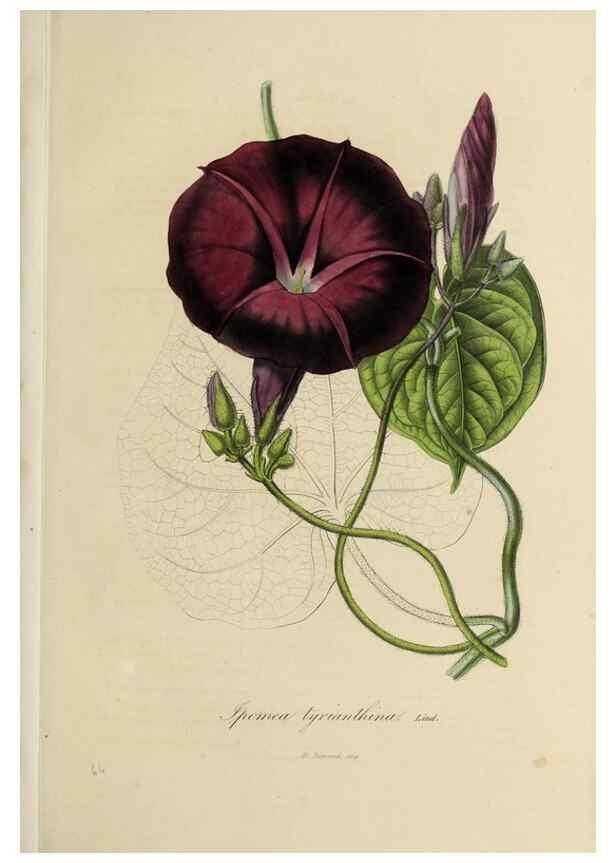 Reproducción/Reproduction 47169334521: Herbier General de l'Amateur.. Paris.. 