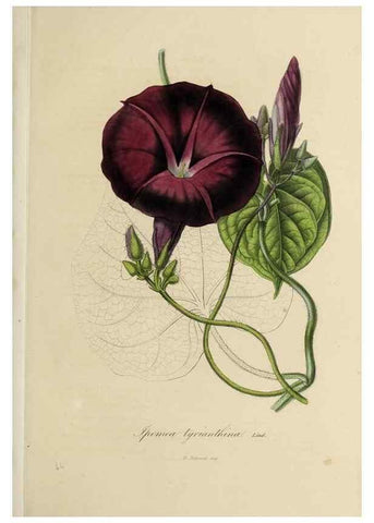 Reproducción/Reproduction 47169334521: Herbier General de l'Amateur.. Paris.. 