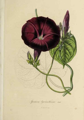 Reproducción/Reproduction 47169334521: Herbier General de l'Amateur.. Paris.. 