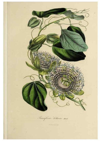 Reproducción/Reproduction 40204463583: Herbier General de l'Amateur.. Paris.. 
