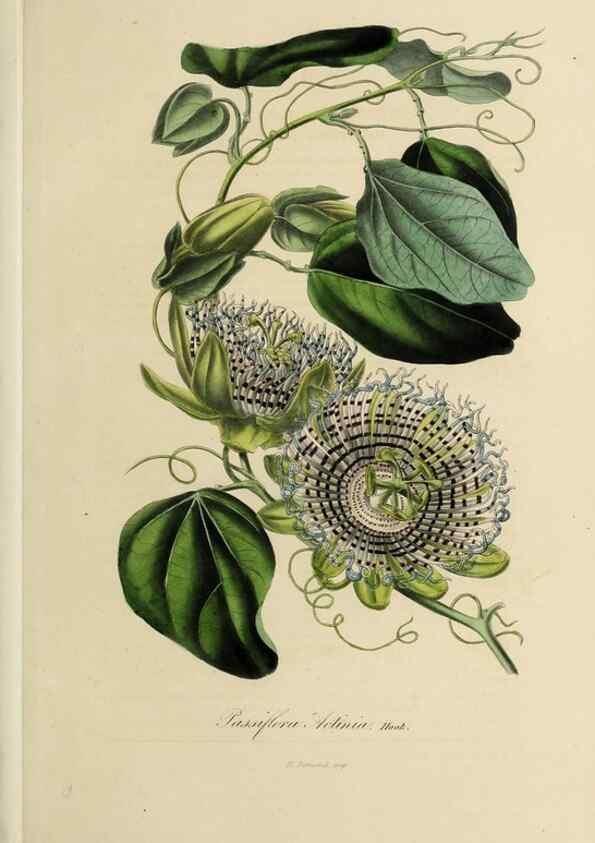 Reproducción/Reproduction 40204463583: Herbier General de l'Amateur.. Paris.. 