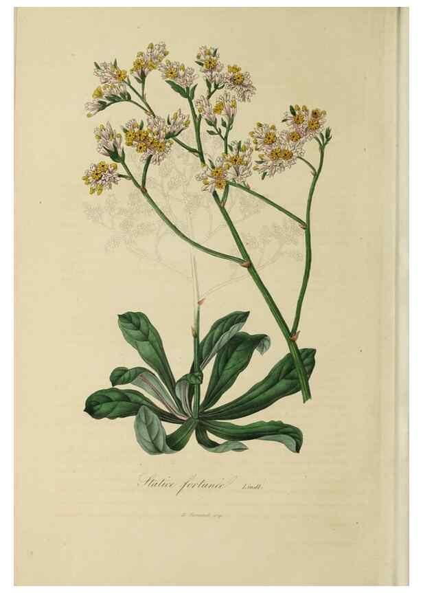 Reproducción/Reproduction 46255251655: Herbier General de l'Amateur.. Paris.. 