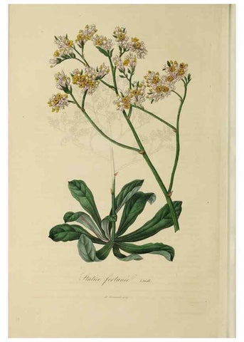 Reproducción/Reproduction 46255251655: Herbier General de l'Amateur.. Paris.. 