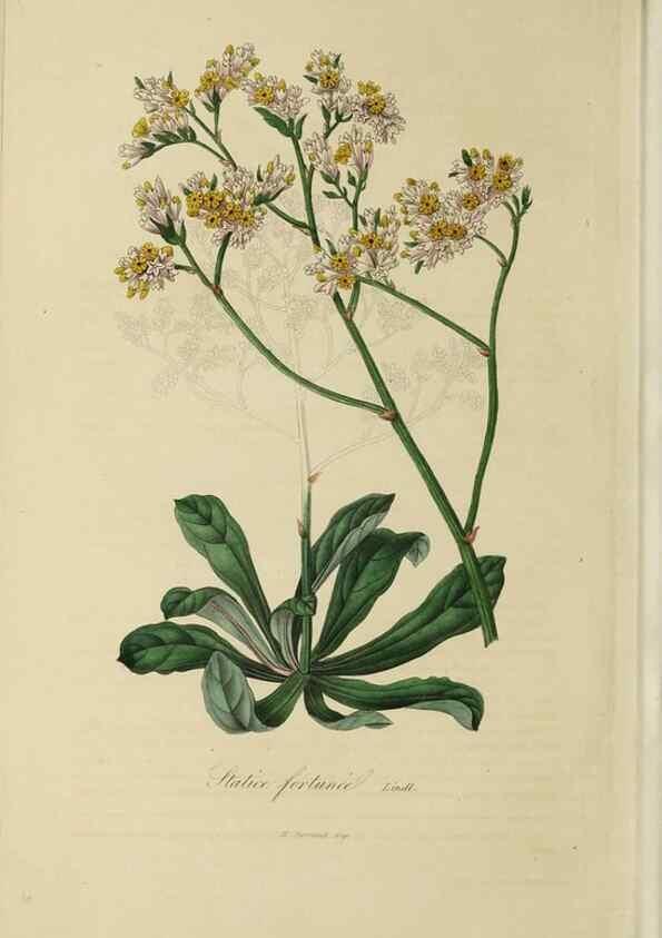 Reproducción/Reproduction 46255251655: Herbier General de l'Amateur.. Paris.. 
