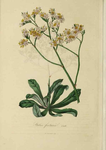 Reproducción/Reproduction 46255251655: Herbier General de l'Amateur.. Paris.. 