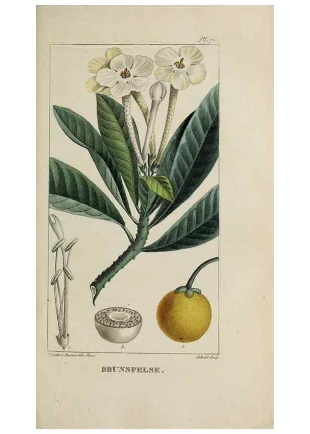 Reproducción/Reproduction 33294505058: Flore pittoresque et médicale des Antilles, ou, Histoire naturelle des plantes usuelles des colonies françaises, anglaises, espagnoles, et portugaises /. Paris :Ches l'Editeur,1833.. 