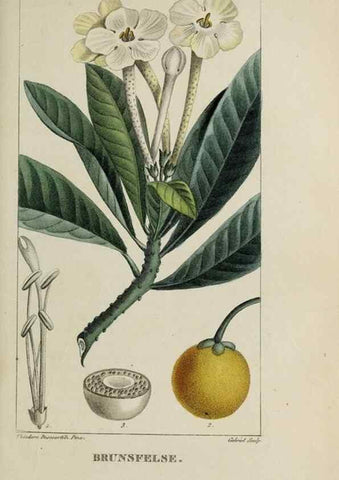 Reproducción/Reproduction 33294505058: Flore pittoresque et médicale des Antilles, ou, Histoire naturelle des plantes usuelles des colonies françaises, anglaises, espagnoles, et portugaises /. Paris :Ches l'Editeur,1833.. 