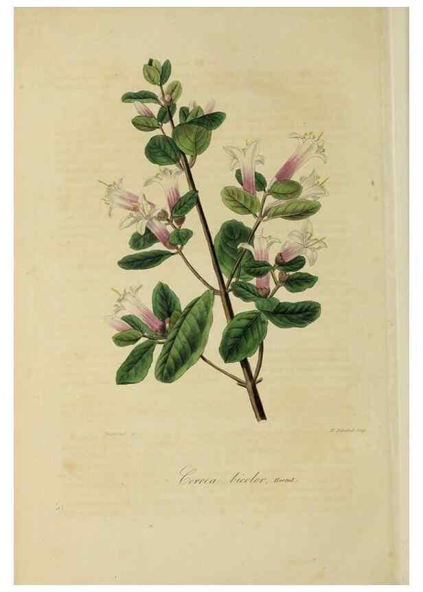 Reproducción/Reproduction 40204424273: Herbier General de l'Amateur.. Paris.. 