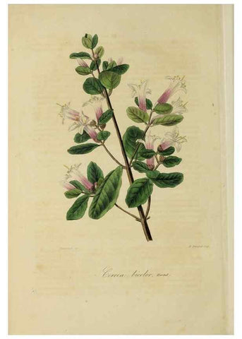 Reproducción/Reproduction 40204424273: Herbier General de l'Amateur.. Paris.. 
