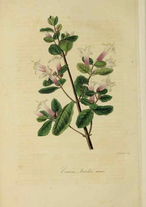 Reproducción/Reproduction 40204424273: Herbier General de l'Amateur.. Paris.. 