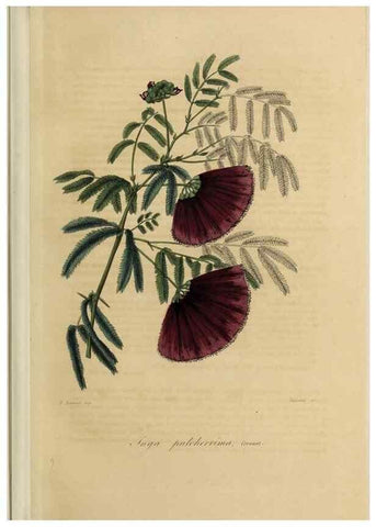 Reproducción/Reproduction 46445799124: Herbier General de l'Amateur.. Paris.. 