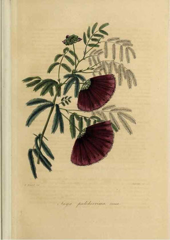 Reproducción/Reproduction 46445799124: Herbier General de l'Amateur.. Paris.. 